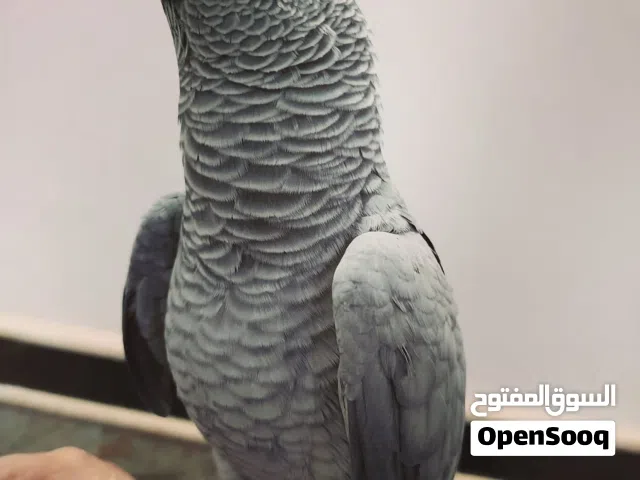 بغبغاء كاسكو اليف محلق حلقة ذهبية مفتوح بلكلام