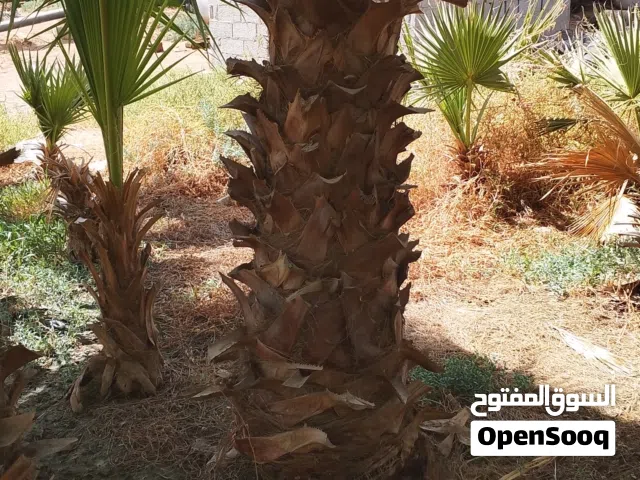 نخل واشنطونياء زينه أمريكي