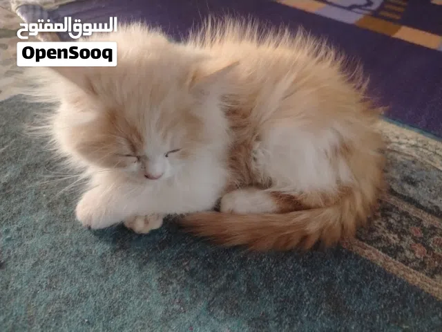 قطتين من اب شيرازي وام شنشيلا