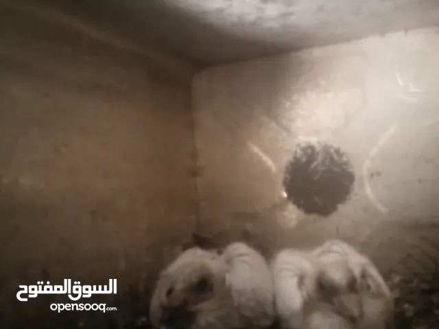 زغاليل بلدي للبيع
