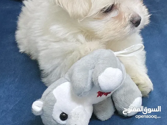 Single maltese puppy girl 50 day old