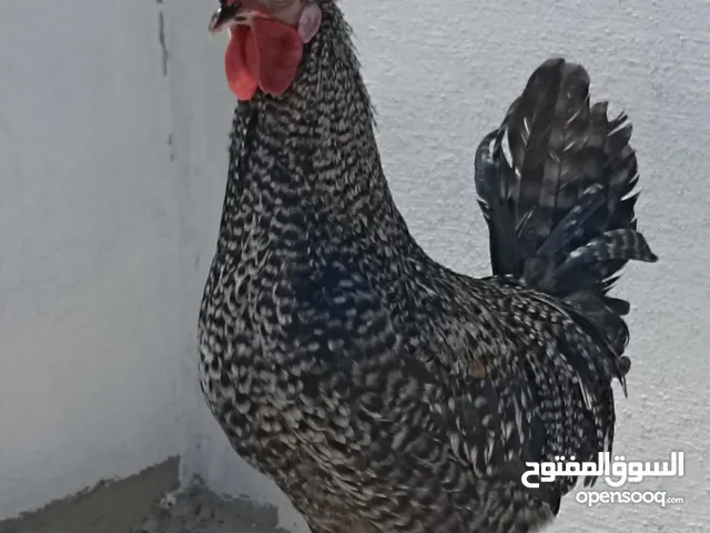ديك مميز سلالة فخمة للبيع