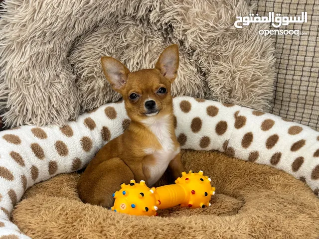 mini Chihuahuas male female