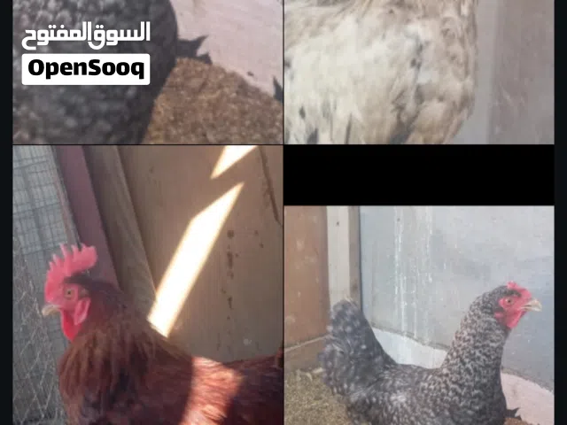 ثنين ديوجه ودجاجه وحده 55وبيهن مجال