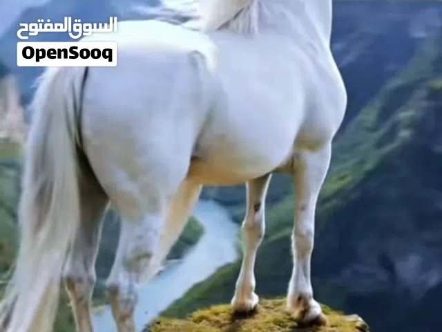 مقاولات وبناء الدور