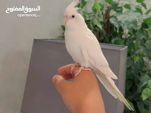 كروان البينو اليف