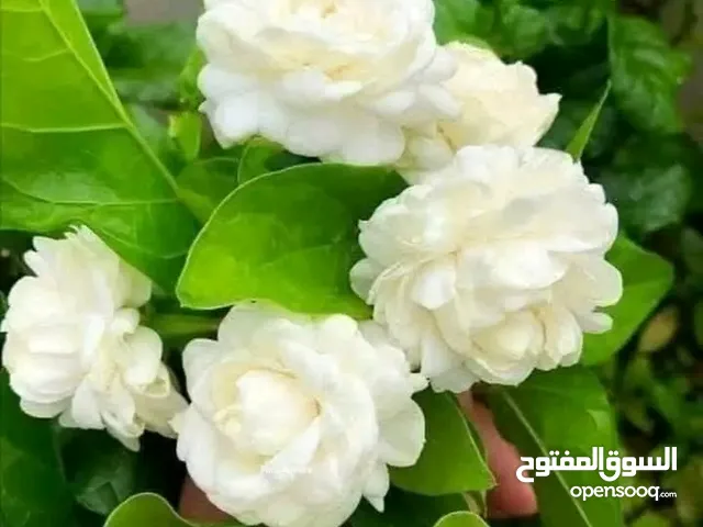 للبيع كتب مدرسيه المنهج للصف الاول الثانوي