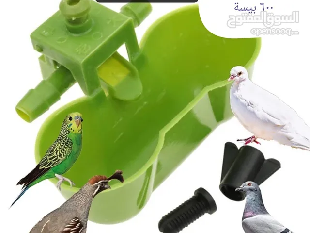 سقيات الطيور