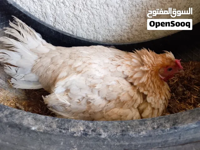 متاح دجاج كرك العدد مفتوح
