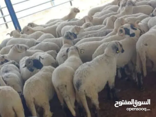 اغنام للبيع