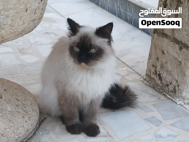 قطه همالايا للبيع بافضل سعر .. القطه لعوبه وحلوه