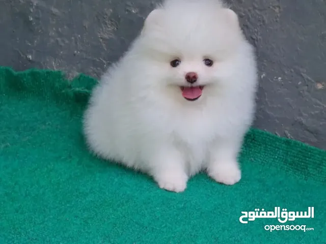home trained Pomeranian