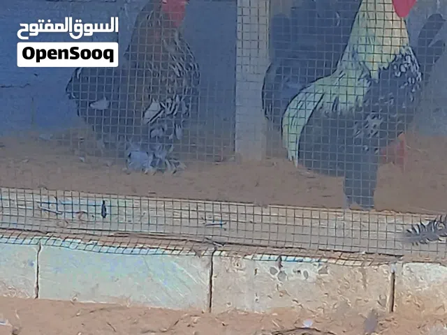 بسم الله توكلنا علي الله