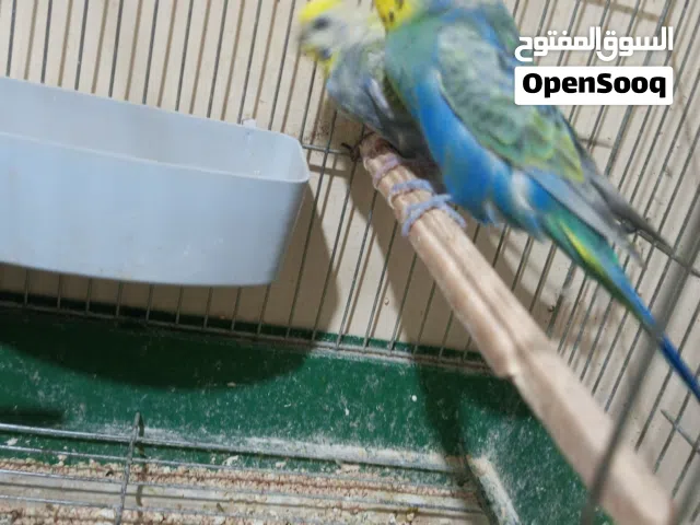 أزواج حب رينبو والبينو ولاتينو