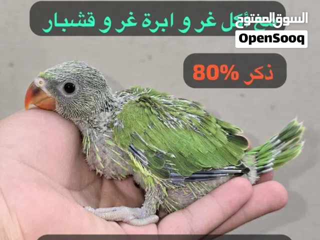 سلام عليك توصيل على رقم