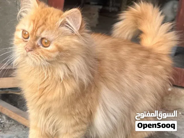 قطط للتبني ما بيت فول نضافه