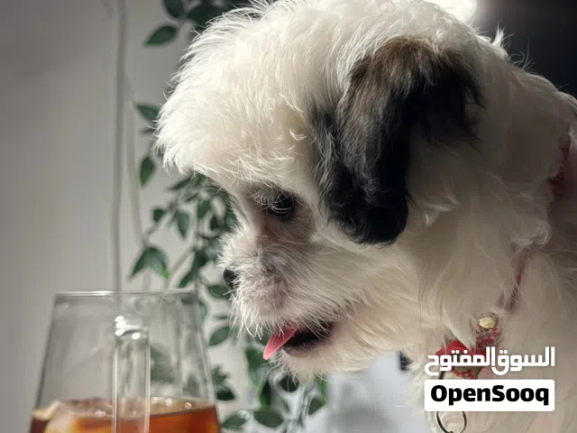 كلب شينزو عمر شهرين مآخذ تحصين ومع جدول تحصينات وجاهز لطيف ولعوب مع كل ملحقاته في الوصف