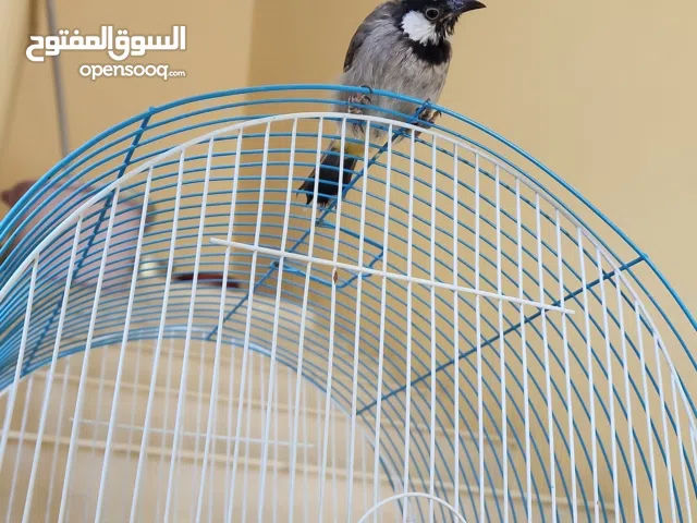 للبيع بلبول بحاله جدا جيدا العمر 6 شهور