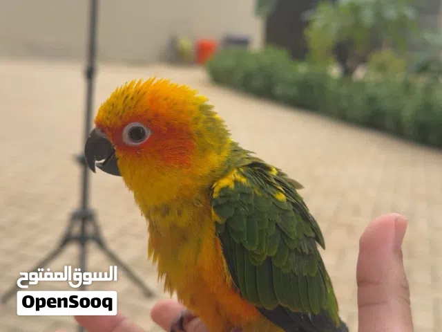 صن كنيور أليف