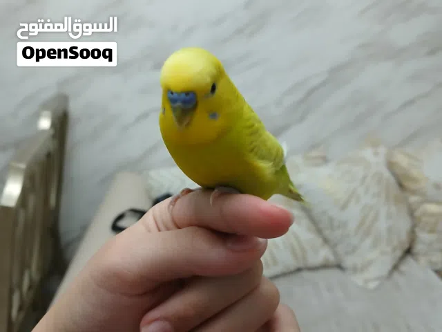 ببغاء الباجي