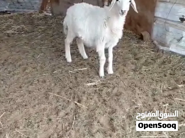 رخله حري للبيع