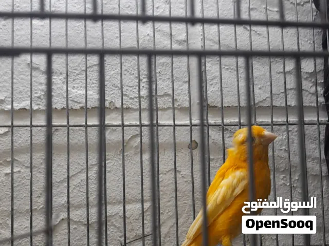 فحلين بغنو واحد جزري غامق والثاني لموني بالصلاه على النبي صحه ونظافه