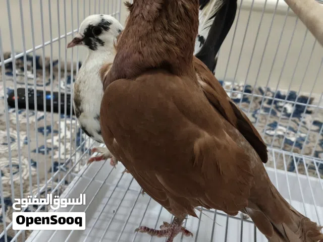 زوجين حمام مع القفص