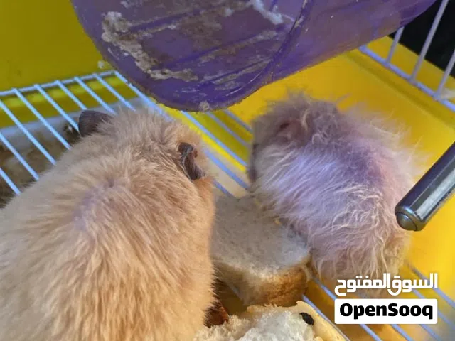 للبيع همتر