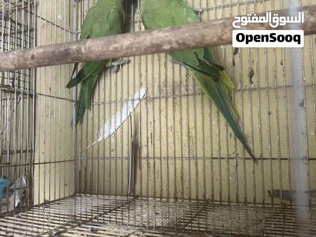 متوه أناث جاهزات للبيع