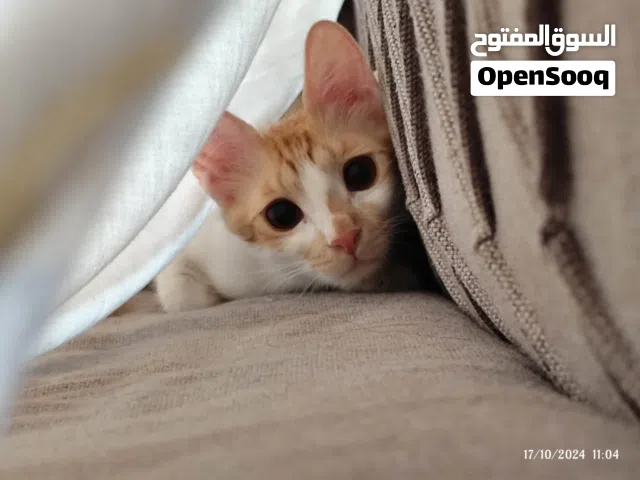 قطة محبة للتبني Loving Cat For Adoption