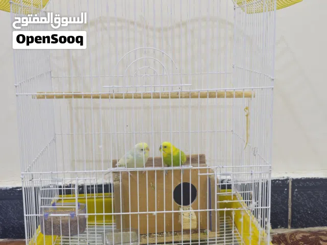 طيور حب مع القفص