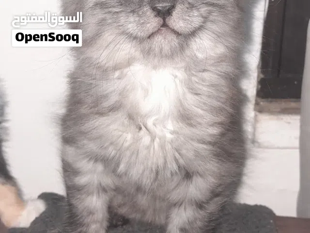 قطط صغيرة عمر شهرين