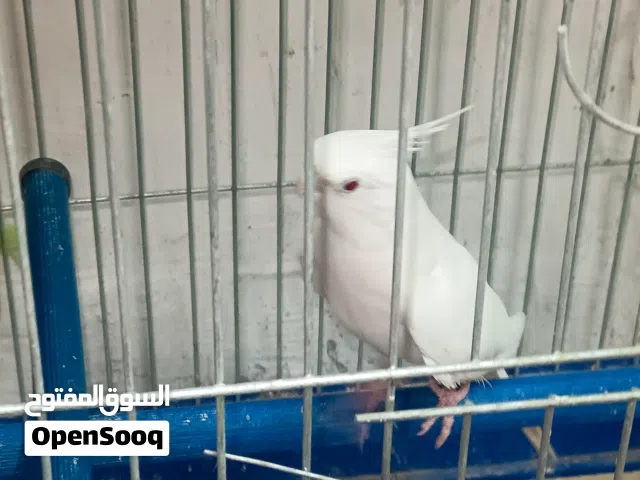 عصافير للبيع