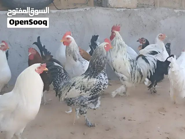 فراريج للبيع