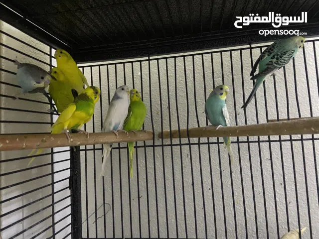 8 طيور بادجي