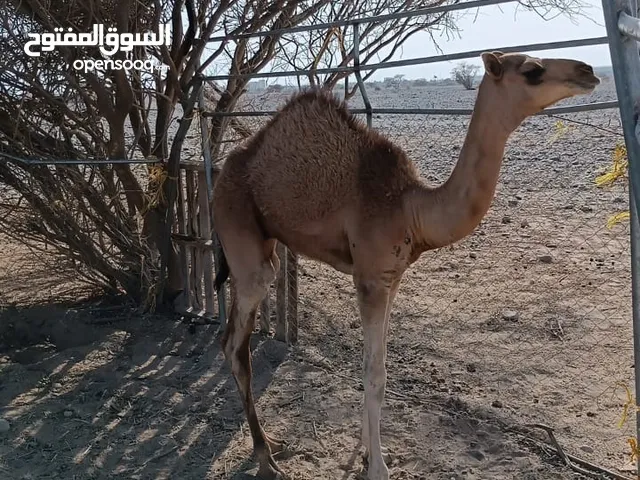 قعود للبيع