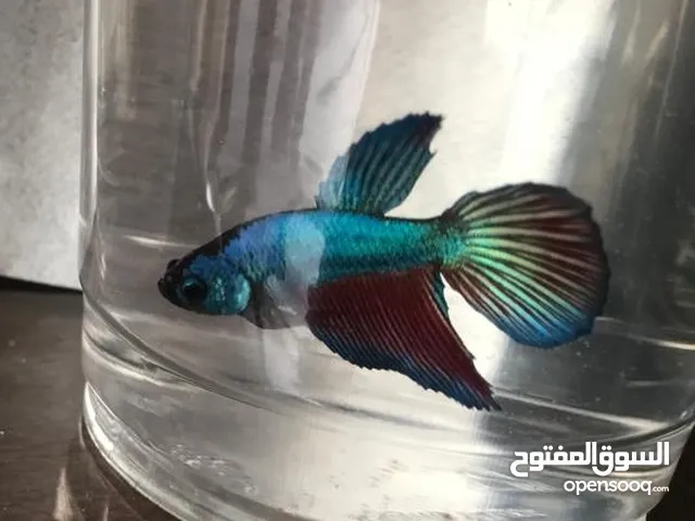 Betta fighter بيتا multi-color, 3color