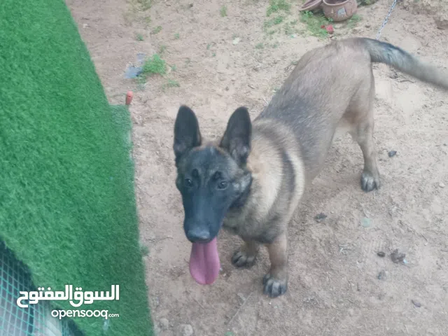 جروه ملينو انتايه