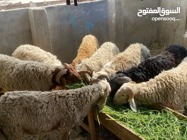 خرفان بلدى وبرقى تربية بيتى جودة عالية أعلى علف فى السوق الوطنية أعلى تصافى واحلى حته لحم بفضل الله