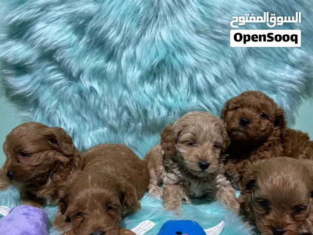 Maltipoo male and female