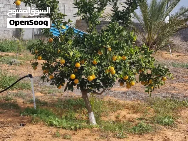 مزرعة للبيع في بئر العالم تاجوراء بحي سكني بسعر جيد بقرب مسجد سليمان الفارس