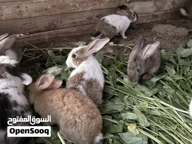 ارانب للبيع