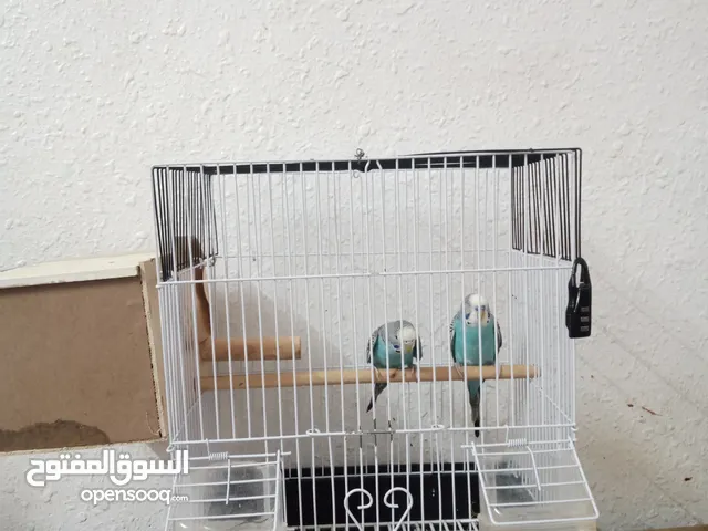 جوز بادجي أليففف يوم