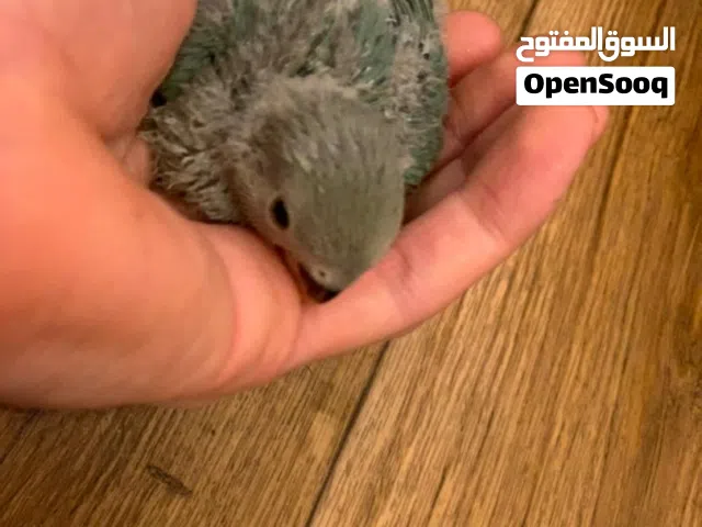 السلام عليكم ورحمه الله وبركاته متوفر طير. شرنقاء بصحه الله يبارك مكان الزهراء