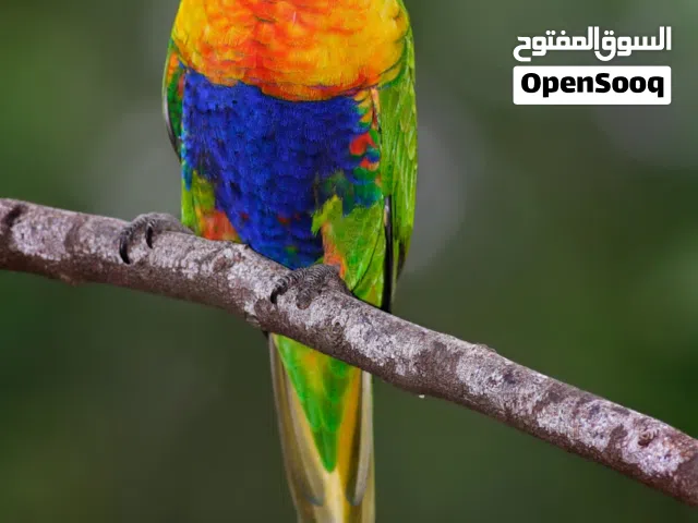 مطلوب فرخ لوري