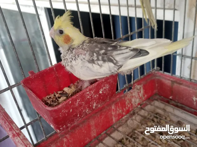 جواز كوكتيل شغال ومنتجة تحتهم فراخ واشي بيض وفراخ زق يدوي بداية فطم وقفاص مستعمله