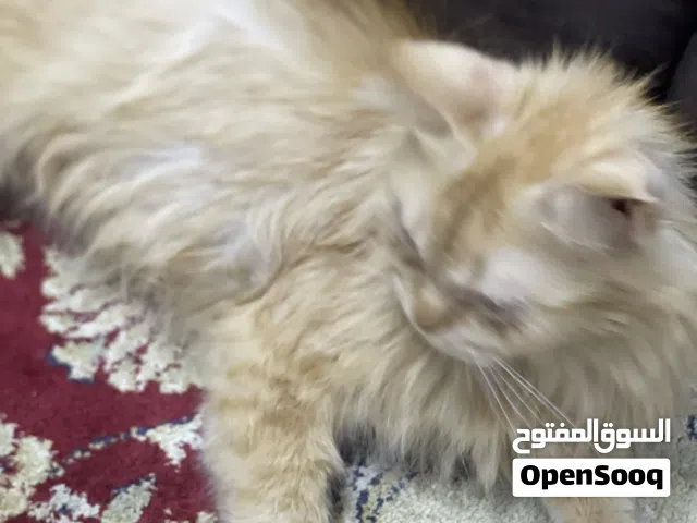 قطة للبيع شرازية شبه هيمالايا قابلة للتفاوض
