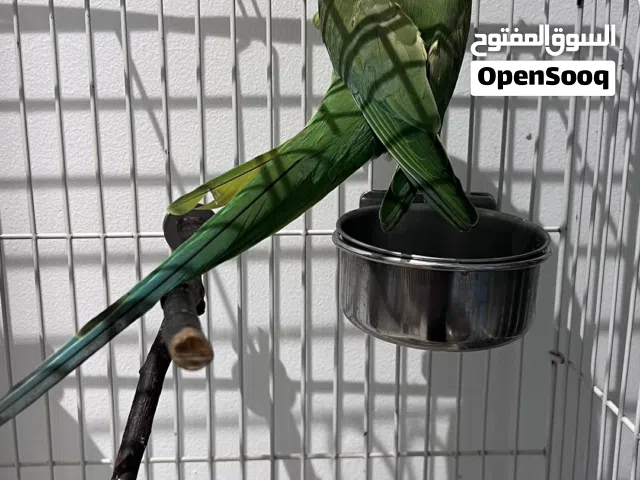Indian ringneck