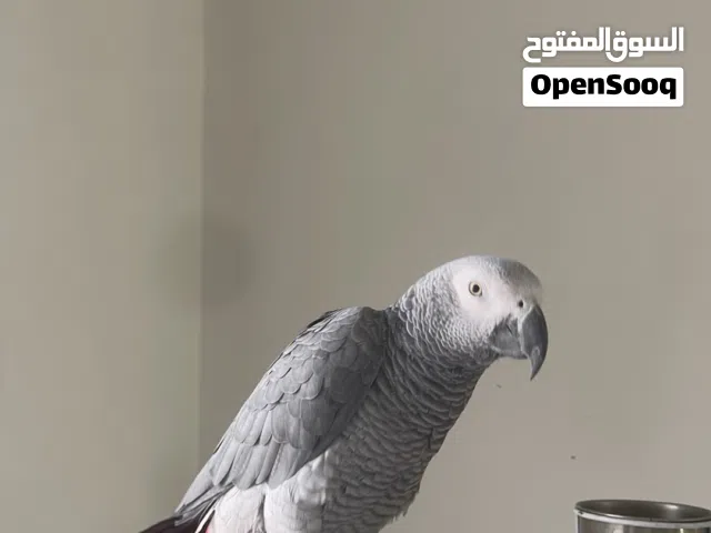 كاسكو اليف