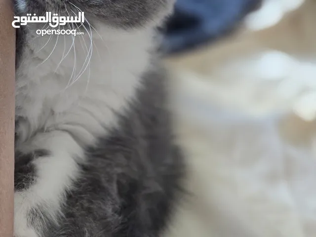 Scottish fold female kitten 3 month old